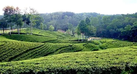 শ্রীমঙ্গল